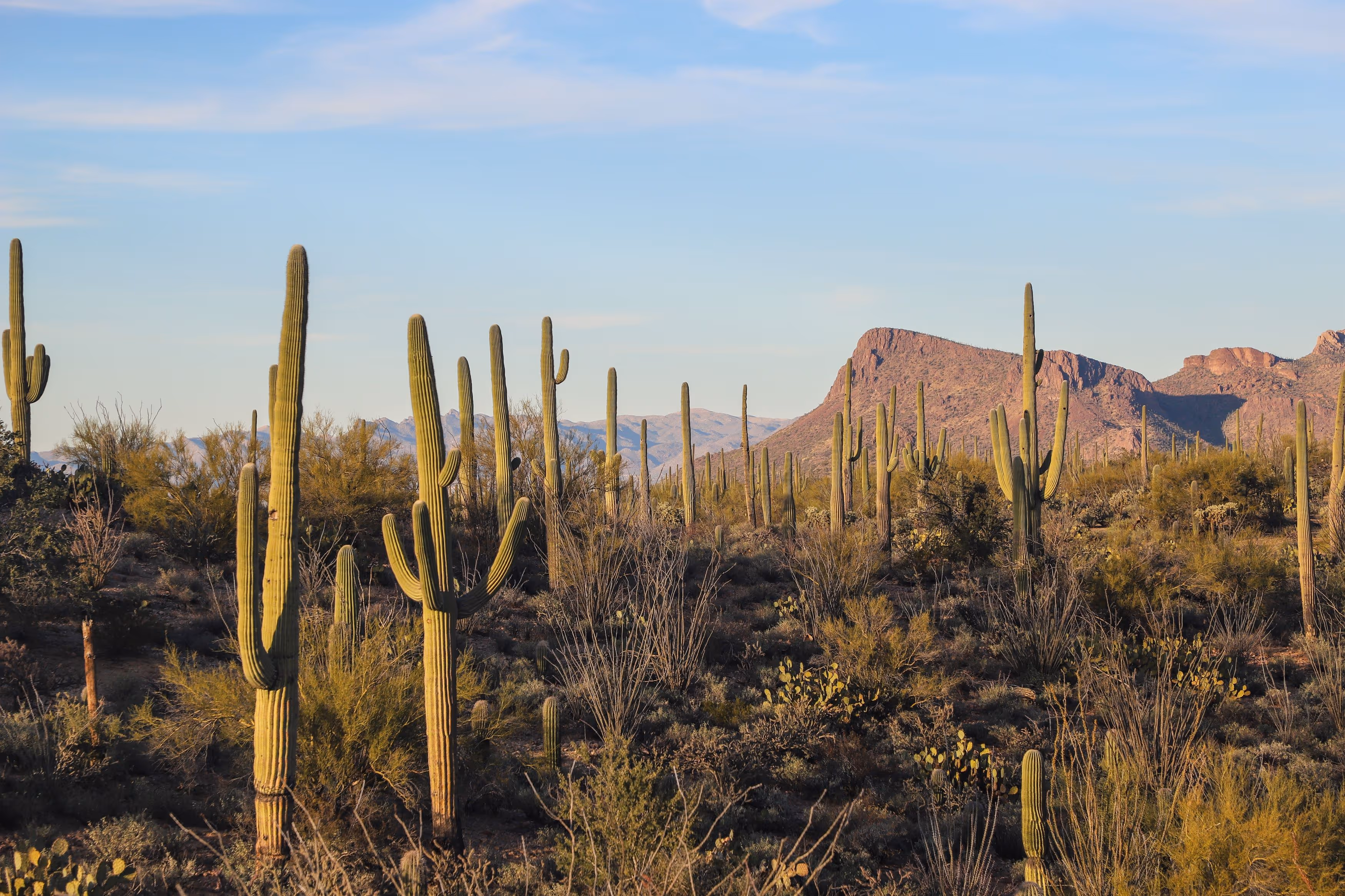 Arizona House